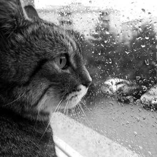 RimMirK's Cat (R.I.P.)